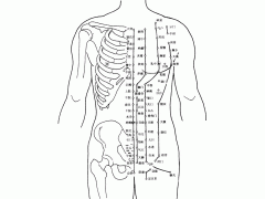 人体穴位图解 - 胸腹部
