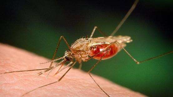 疟疾用艾艾贴如何调理？