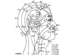 人体穴位图解 - 头侧部