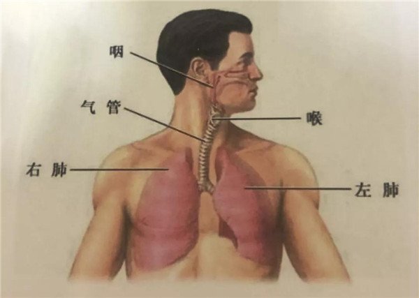 【中医知识】肺系统